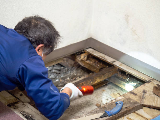 Best Commercial Mold Removal  in National Park, NJ