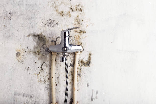 Best Affordable Mold Removal  in National Park, NJ