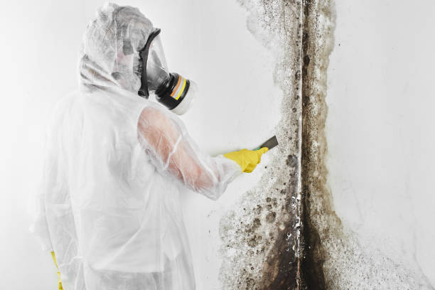 Best Attic Mold Removal  in National Park, NJ