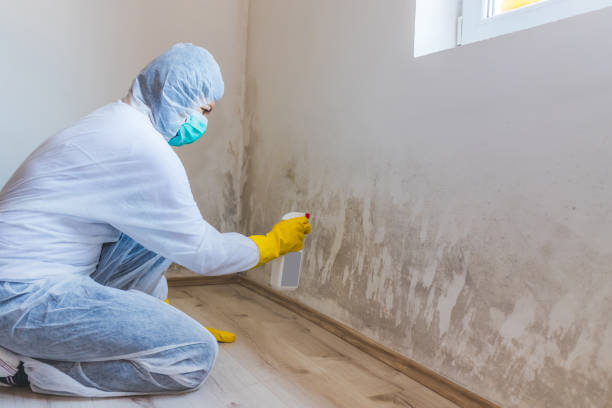 Certified Mold Removal in National Park, NJ