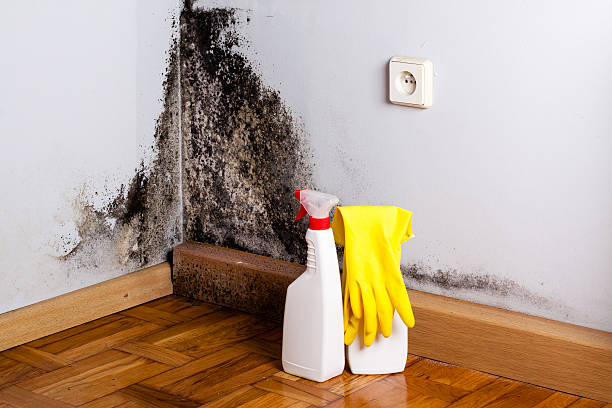 Professional Mold Removal in National Park, NJ