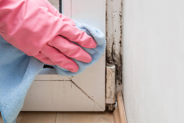 Best Mold Remediation  in National Park, NJ